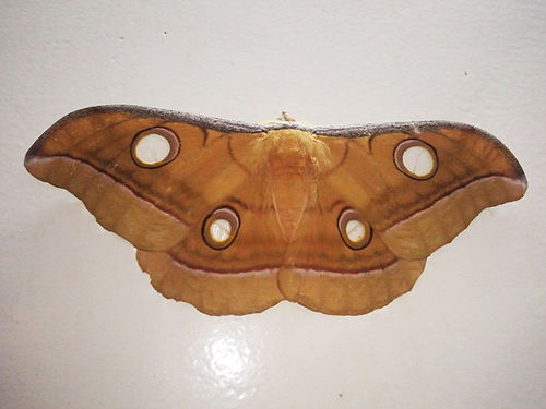 Antheraea mylitta